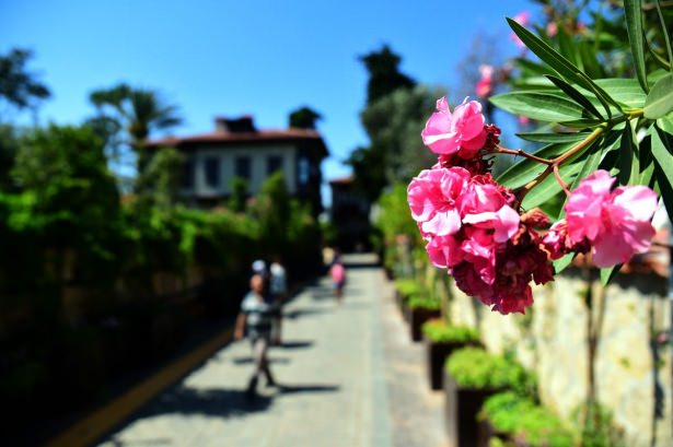 cicek_acan_kent_gorucuye_cikiyor_1437551250_524.jpg