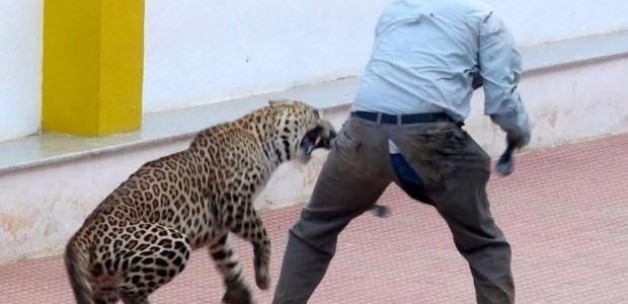 leopar_okula_girdi_alti_kisiyi_yaraladi_1454928738_5097.jpg
