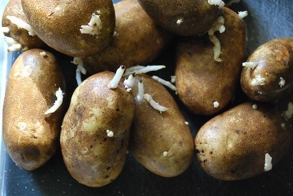 patates-65465
