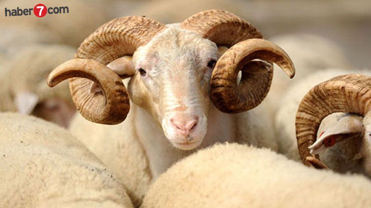 kurban-bayrami-65465