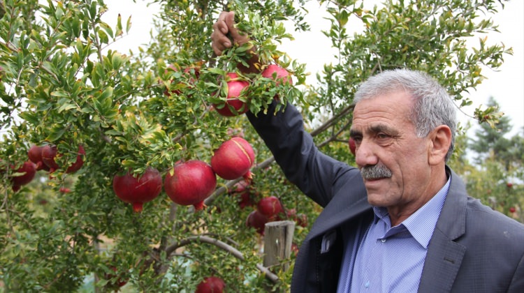 Sarıgöl'de 'nar' dalında kaldı Sarıgöl'de 'nar' dalında kaldı