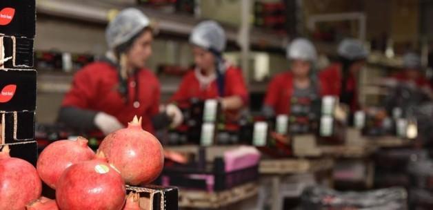 Ruslar stok yaptı, meyve ihracatı arttı