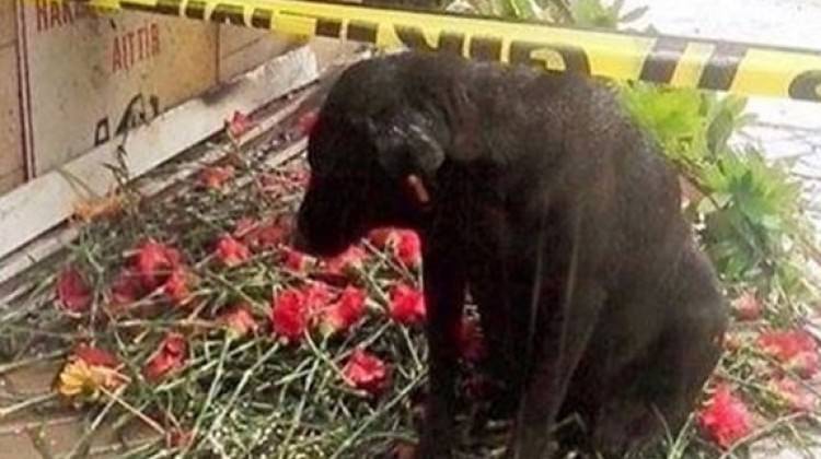 'Zeytin' de öksüz kaldı 'Zeytin' de öksüz kaldı