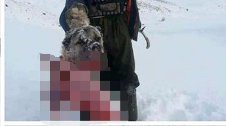 Aç kalan kurtlar köpeği parçalayıp yedi Aç kalan kurtlar köpeği parçalayıp yedi
