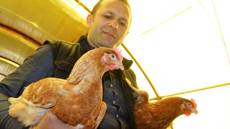 Ödünç aldığı 1 horoz, 2 tavuk hayatı değişti Ödünç aldığı 1 horoz, 2 tavuk hayatı değişti