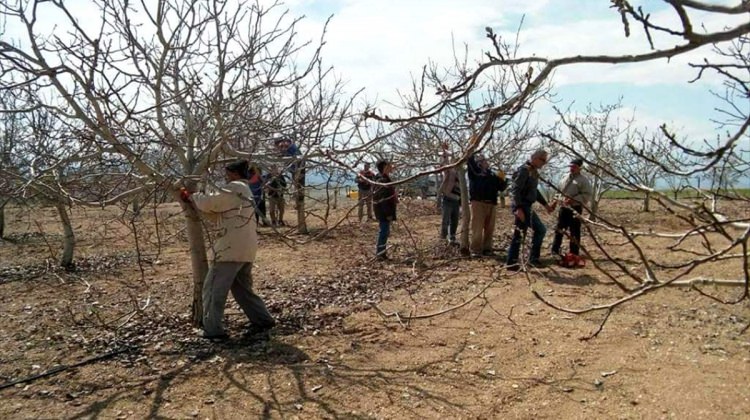 Seydişehir'de ceviz budama eğitimi Seydişehir'de ceviz budama eğitimi