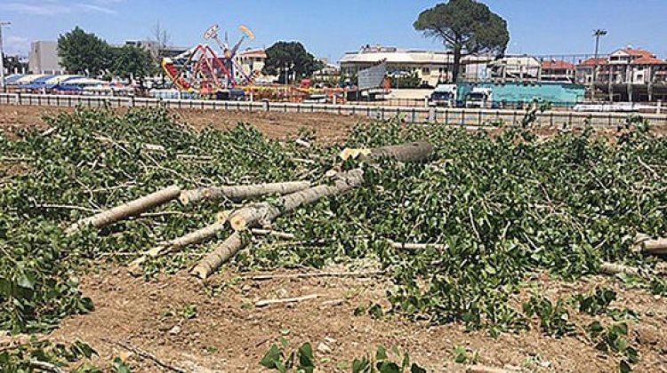 CHP’li belediyeden akıl almaz ağaç katliamı! Geziciler nerede?