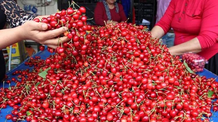 Demirci kirazı üreticinin yüzünü güldürdü! Demirci kirazı üreticinin yüzünü güldürdü!