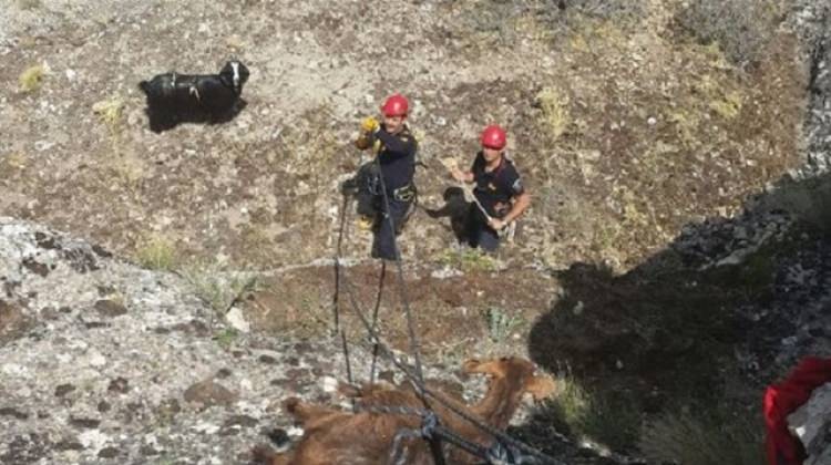 İtfaiyeden 'keçi kurtarma' operasyonu İtfaiyeden 'keçi kurtarma' operasyonu