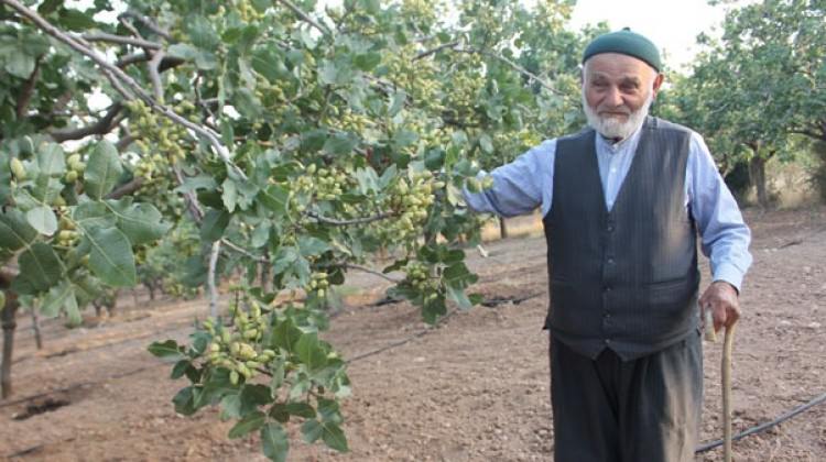Baba sözünü dinledi, her yıl altın alıyor Baba sözünü dinledi, her yıl altın alıyor