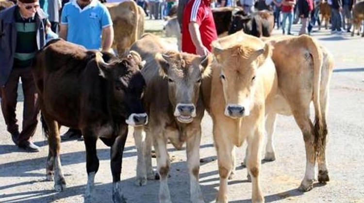 2017 Kurbanlık fiyatları! Koyun ve Dana fiyatları en az kaç TL olur? 2017 Kurbanlık fiyatları! Koyun ve Dana fiyatları en az kaç TL olur?