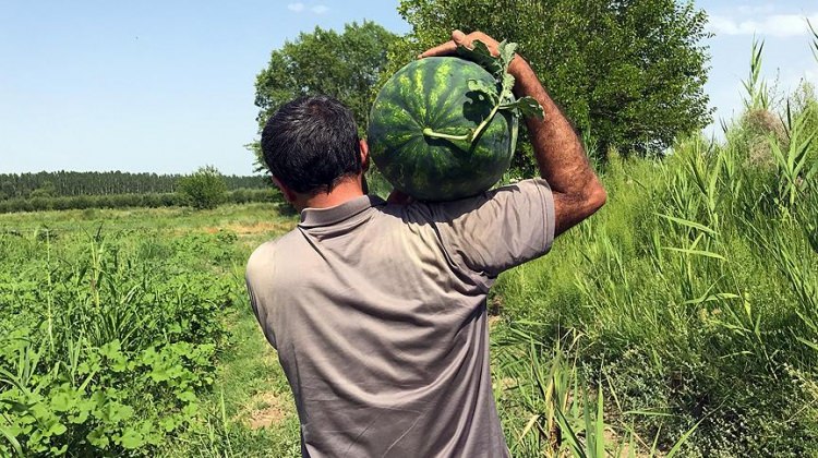 'Her yıl yarım milyon ton karpuz çöpe gidiyor' 'Her yıl yarım milyon ton karpuz çöpe gidiyor'