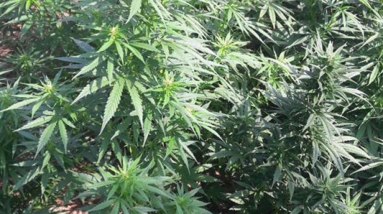 1020 kök hintkeneviri ele geçirildi 1020 kök hintkeneviri ele geçirildi
