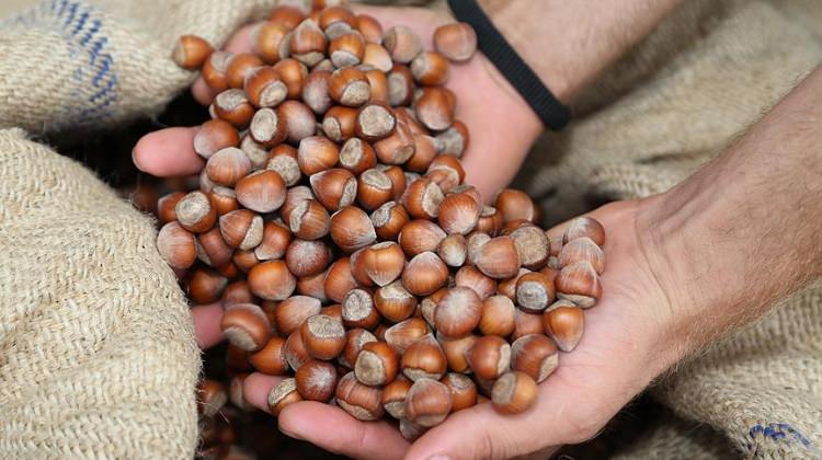 Ordu'da fındık 8 liradan işlem gördü Ordu'da fındık 8 liradan işlem gördü