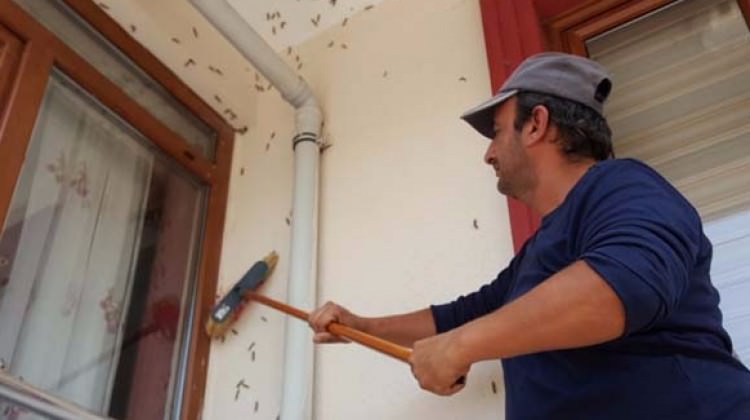 Kabus her yeri sardı: Valilik toplantıya çağırdı Kabus her yeri sardı: Valilik toplantıya çağırdı