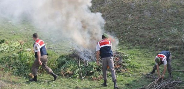 Çarşamba'da esrar operasyonu Çarşamba'da esrar operasyonu