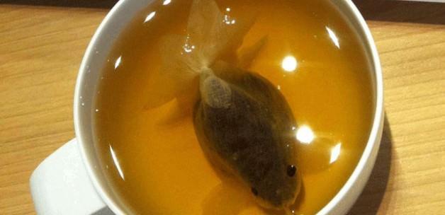 Çay fincanında Japon balığı 