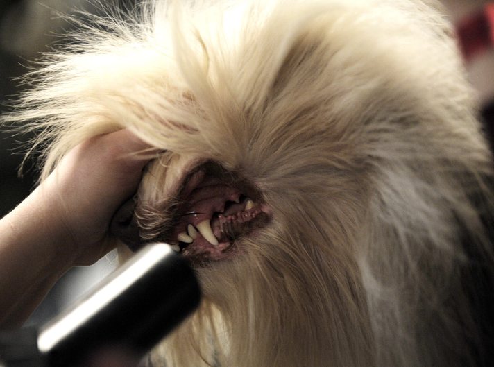 en güzel süs köpekleri