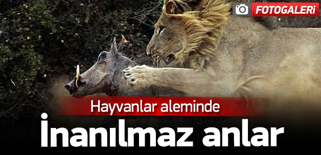 Hayvanlar aleminden ilgin&ccedil; anlar