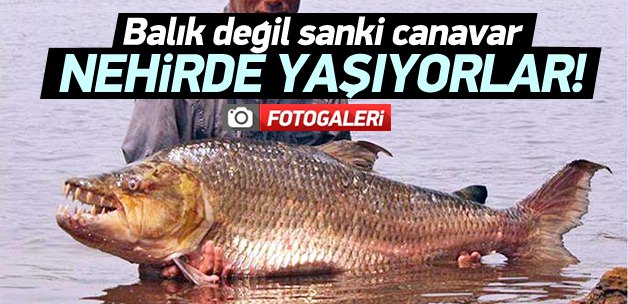 Bu korkun&ccedil; balıklar nehirlerde yaşıyor!