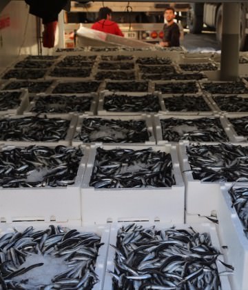 Hamsi fiyatları hızla d&uuml;ş&uuml;yor