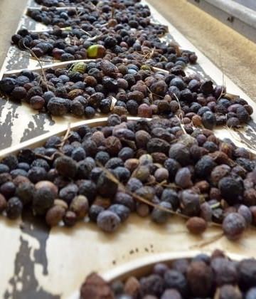 Zeytin &uuml;reticilerine g&uuml;zel haber