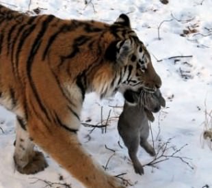 Putin'in kaplanı rehabilitasyona g&ouml;nderildi